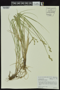 Carex festucacea image