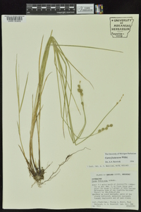 Carex festucacea image