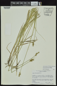 Carex festucacea image