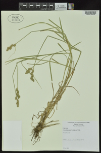 Carex festucacea image