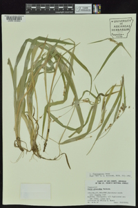 Carex glaucodea image