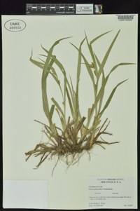 Carex glaucodea image