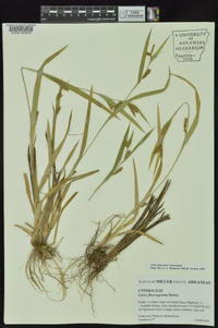 Carex glaucodea image