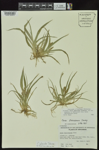 Carex glaucodea image