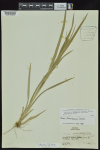 Carex glaucodea image