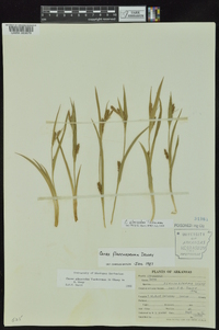 Carex glaucodea image