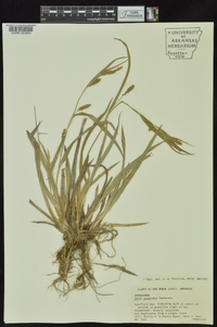 Carex glaucodea image