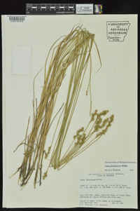 Carex festucacea image