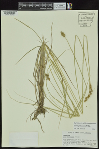 Carex festucacea image