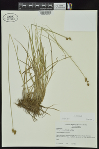 Carex festucacea image