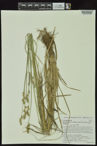 Carex festucacea image