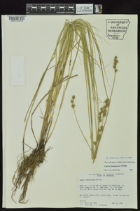 Carex festucacea image