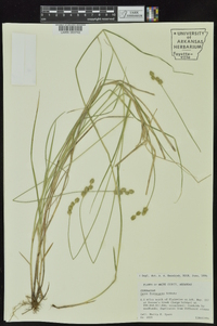 Carex festucacea image