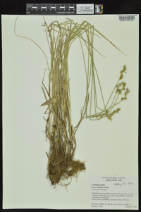 Carex festucacea image