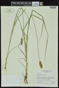 Carex triangularis image