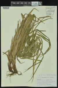 Carex grayi image