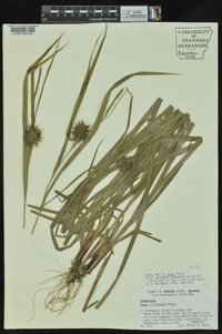 Carex grayi image