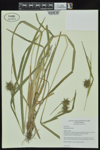 Carex grayi image