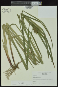 Carex grayi image