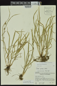 Carex grisea image