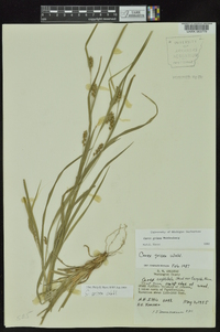 Carex grisea image