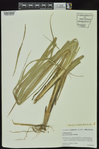 Carex hyalinolepis image