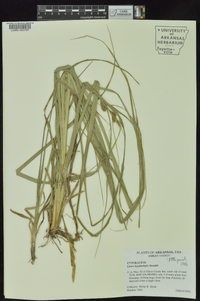 Carex hyalinolepis image