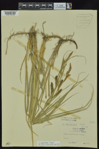 Carex hyalinolepis image