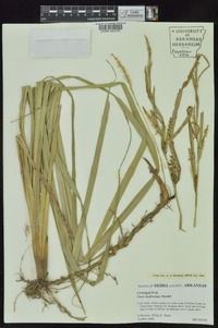 Carex hyalinolepis image