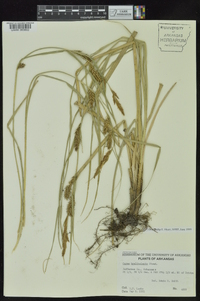 Carex hyalinolepis image