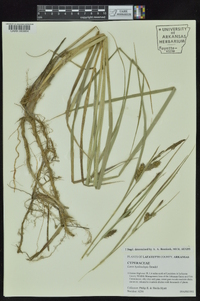 Carex hyalinolepis image