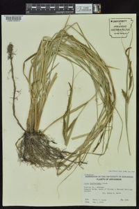 Carex hyalinolepis image