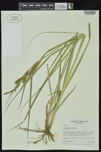 Carex hyalinolepis image