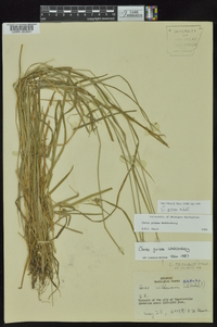 Carex grisea image