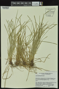 Carex jamesii image