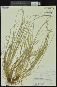 Carex jamesii image