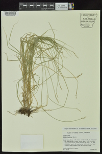 Carex hyalina image