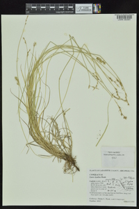 Carex hyalina image