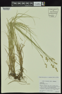 Carex hyalina image