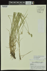 Carex hyalina image