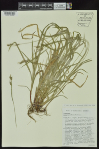 Carex hirtifolia image