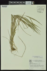 Carex hitchcockiana image