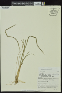 Carex hitchcockiana image