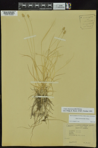 Carex leavenworthii image