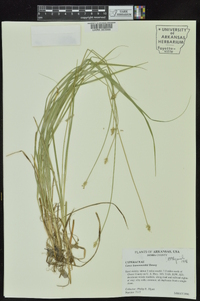 Carex leavenworthii image