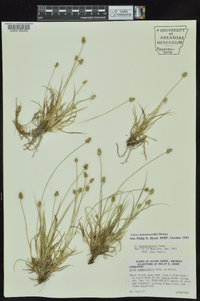 Carex leavenworthii image