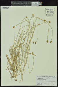 Carex leavenworthii image