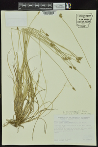 Carex leavenworthii image