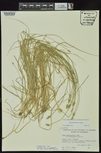 Carex leavenworthii image