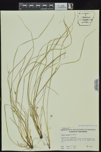 Carex jamesii image